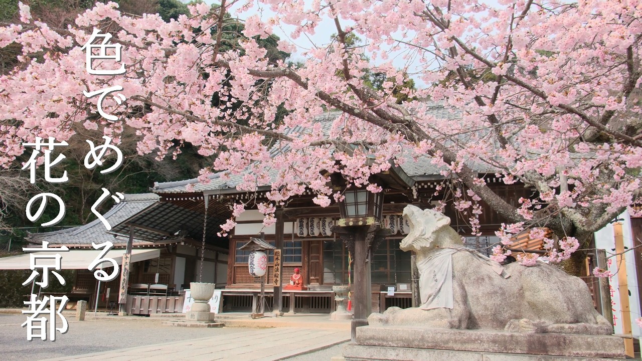 色彩が踊る、春の京都。早咲きの桜を巡る旅　ーミモザ・梅・河津桜の穴場スポットー