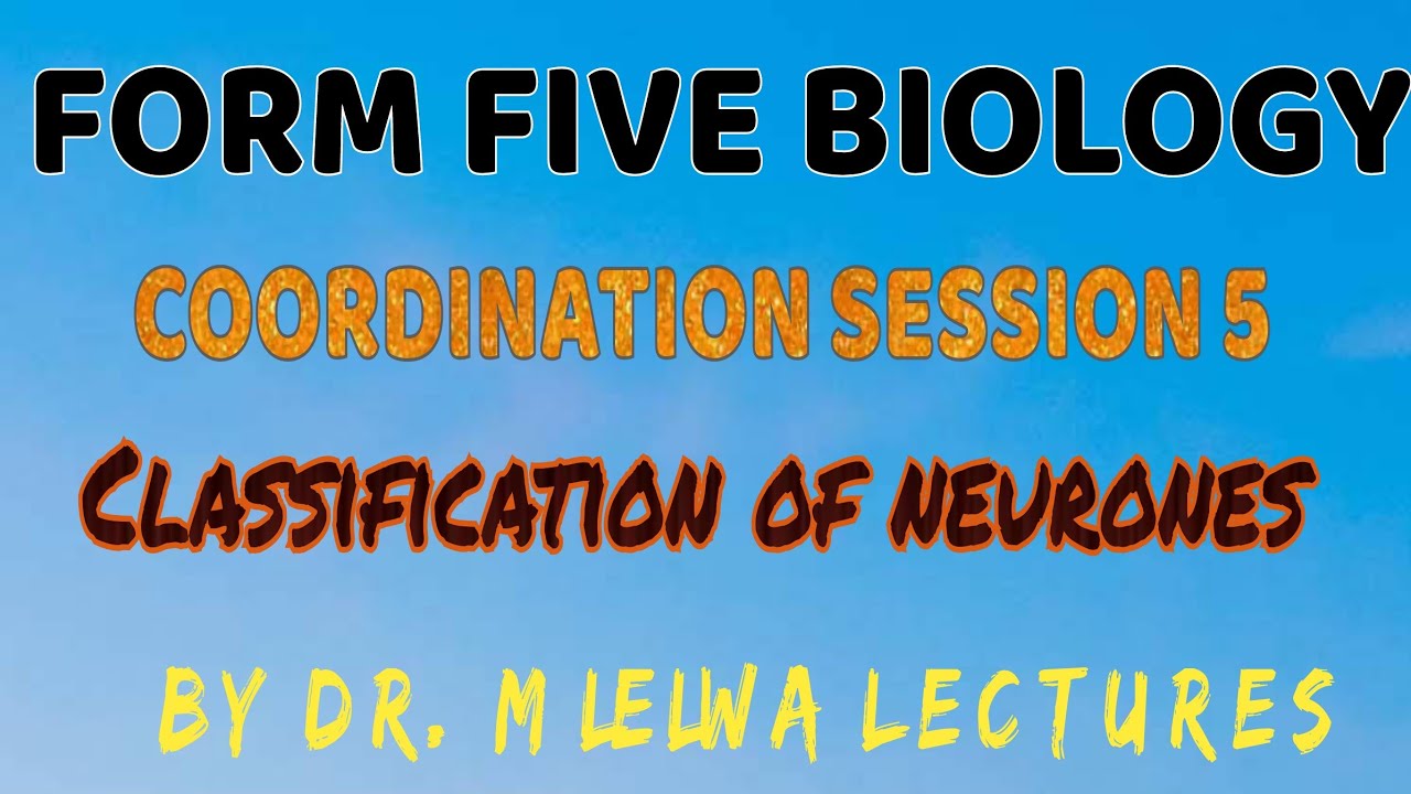 Form five biology, Coordination session 5, Classification of neurones by Dr. Mlelwa