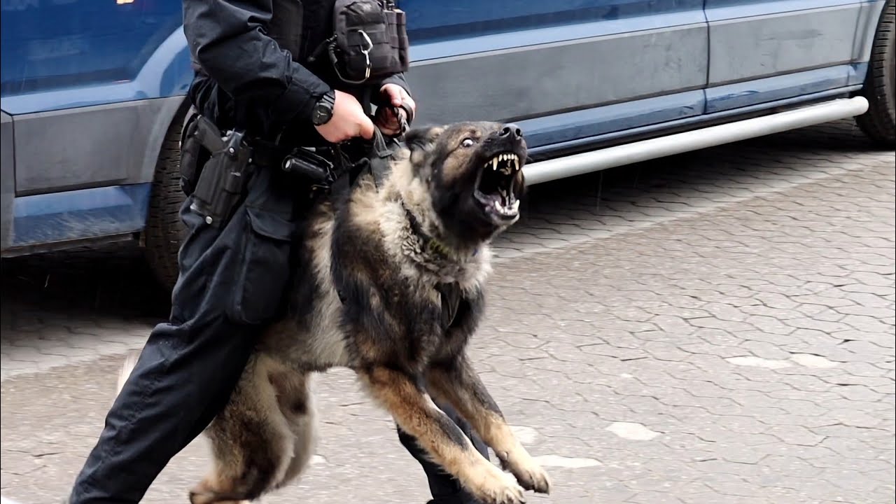 Politihund p&aring; arbejde giver kraftigt hals ved Br&oslash;ndby-bussen efter derby