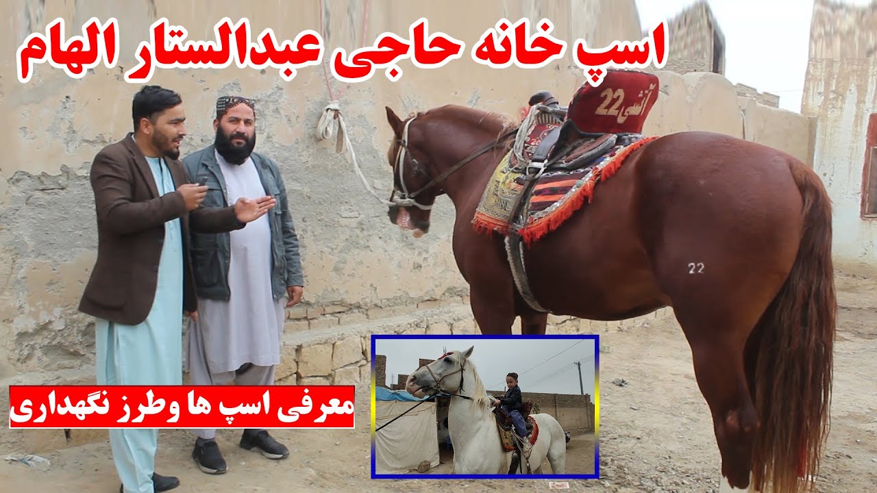 گزارش از اسپ خانه حاجی عبدالستار الهام یکی از اسپ داران ولایت کندز | معرفی اسپ ها  | و قصه های بزکشی