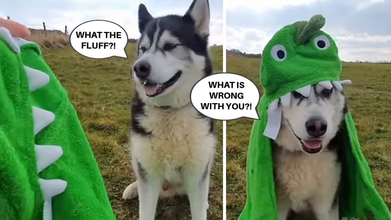 Husky Understands Every Word I Say But Doesnt Always Agree!