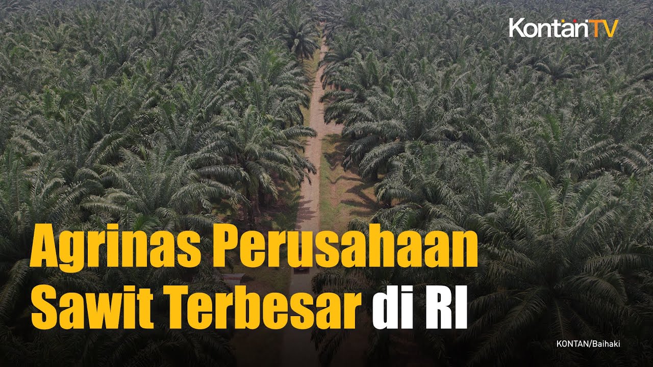 Agrinas Perusahaan Sawit Terbesar di Indonesia Berkat Lahan Sitaan | KONTAN News