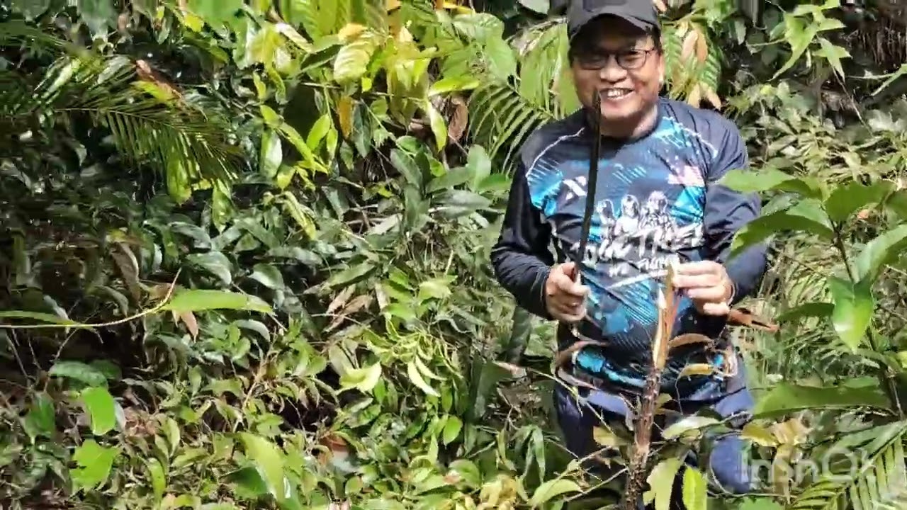 Niki Buah Rembai alu Ngupa upa Ruaa ai ba Rumah Panjai 08032026