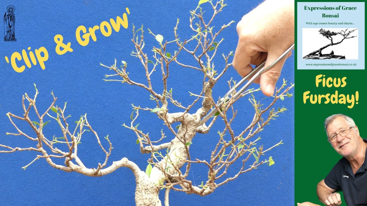 Pruning and Defoliating my Ficus Bonsai - Just like Nigel Saunders.