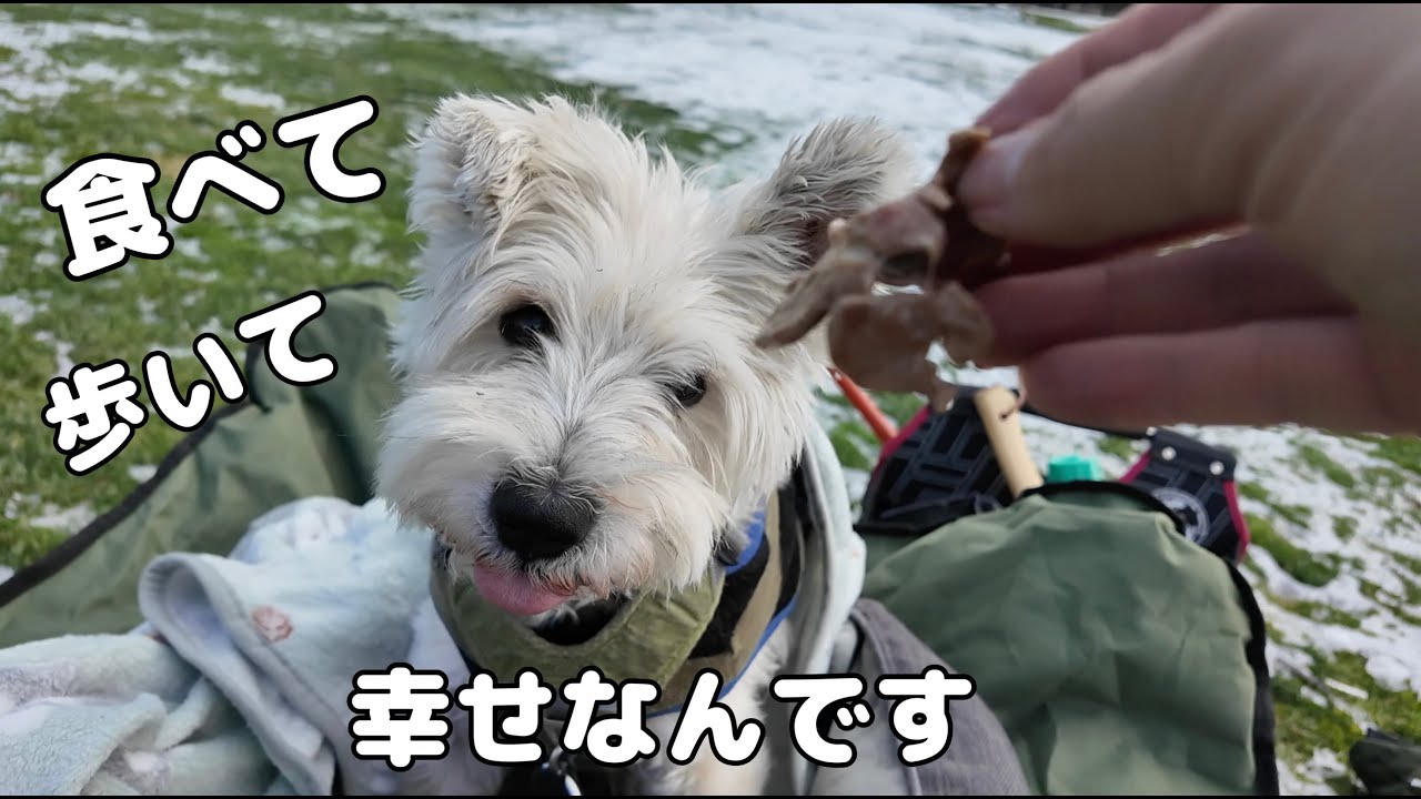 ミニチュアシュナウザーモク物語🐶 第２２７話食べて歩いてただそれだけで