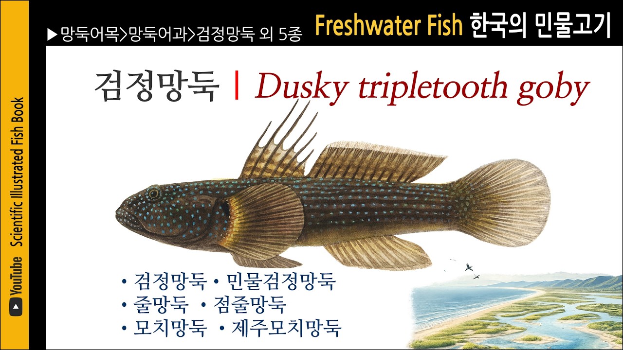 망둑어목 제5편(최종)  | 검정망둑 외 5종 | 민물고기도감