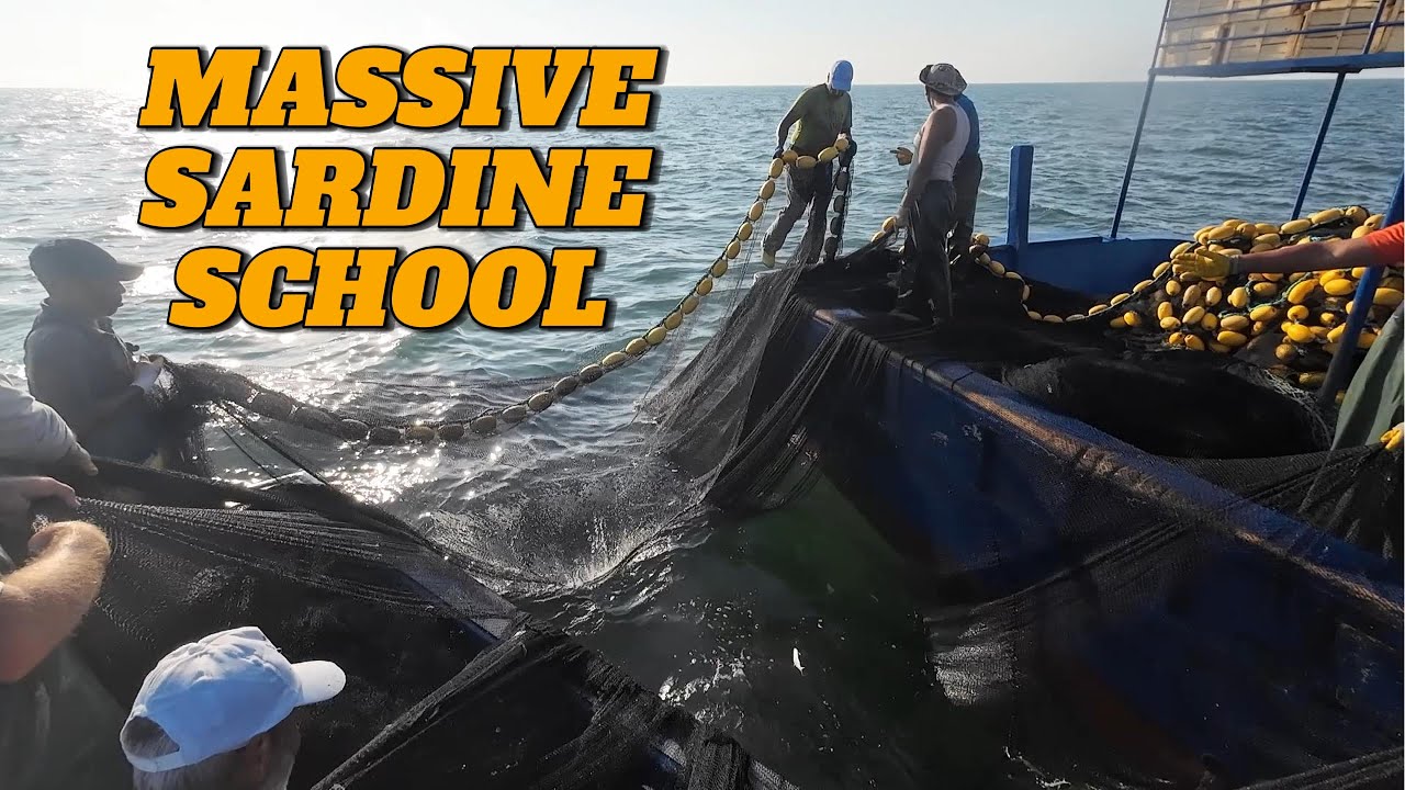 Inside a Real Purse Seine Fishing Operation #fishing #fish