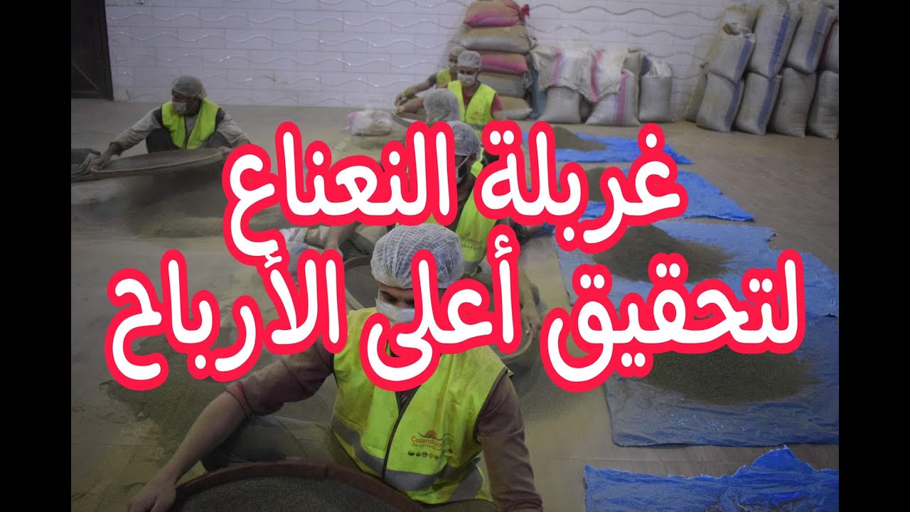 النعناع.. غربلة النعناع لتحقيق أعلى الأرباح