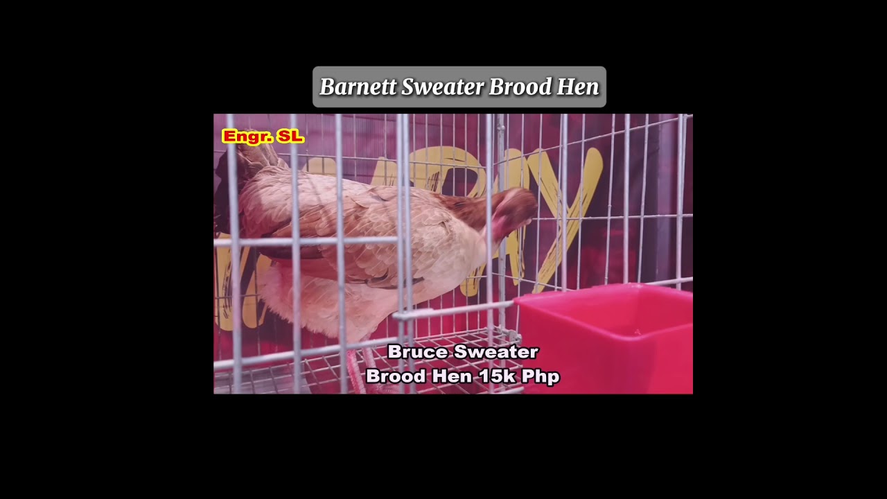 PCCI San Pablo Expo | Barnett Sweater Brood Hen #shorts