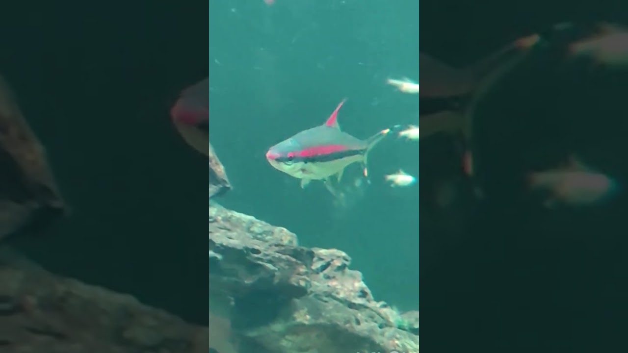  Fish tale 