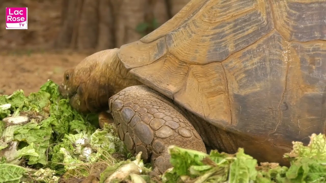 Documentaire: Le village des tortues au Sénégal