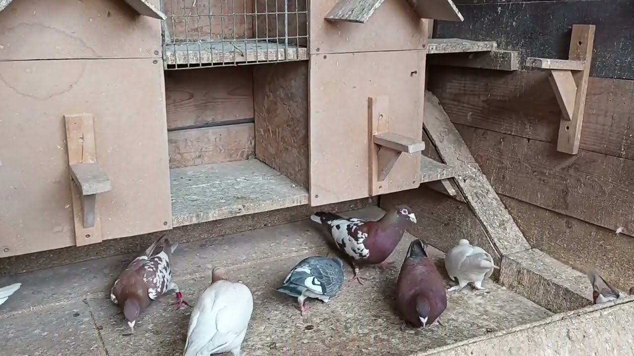pigeon porumbei meulemans incep sa creasca pui
