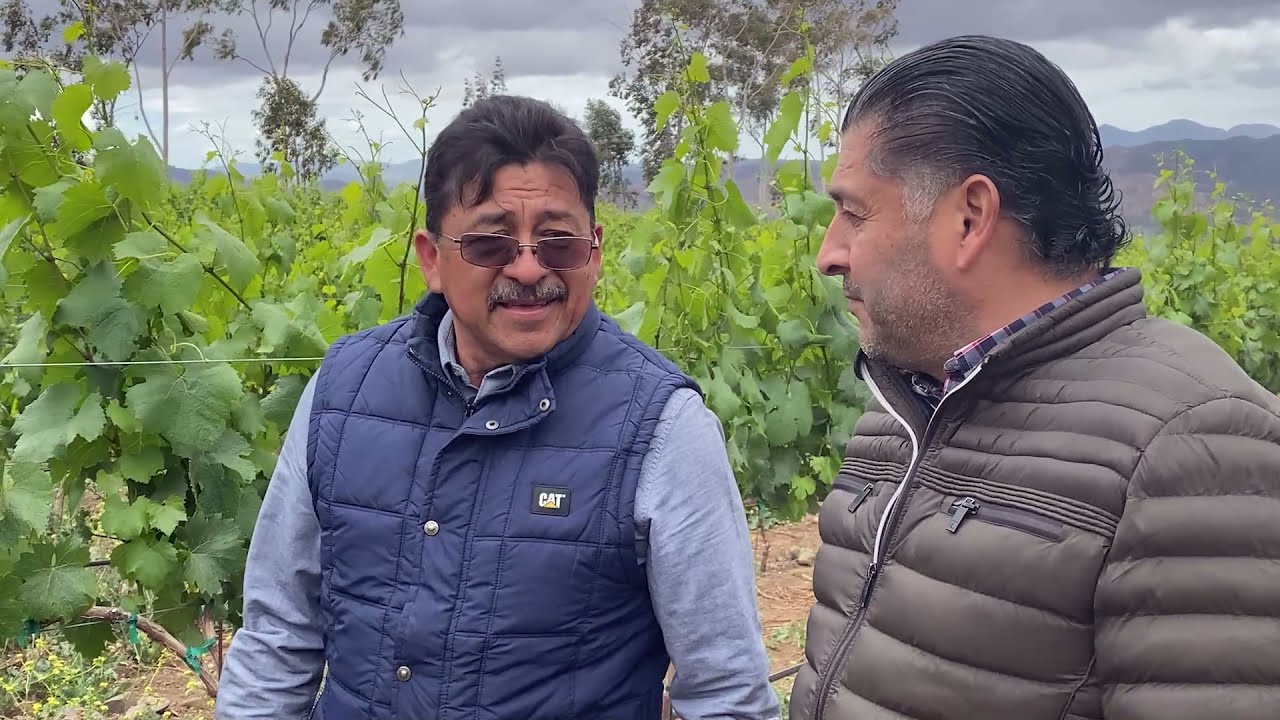 El Cuajado o Amarre de la Uva Chardonnay
