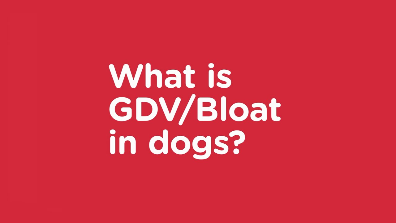 What is GDV or Bloat in Dogs - Vets Now Pet Safety Advice