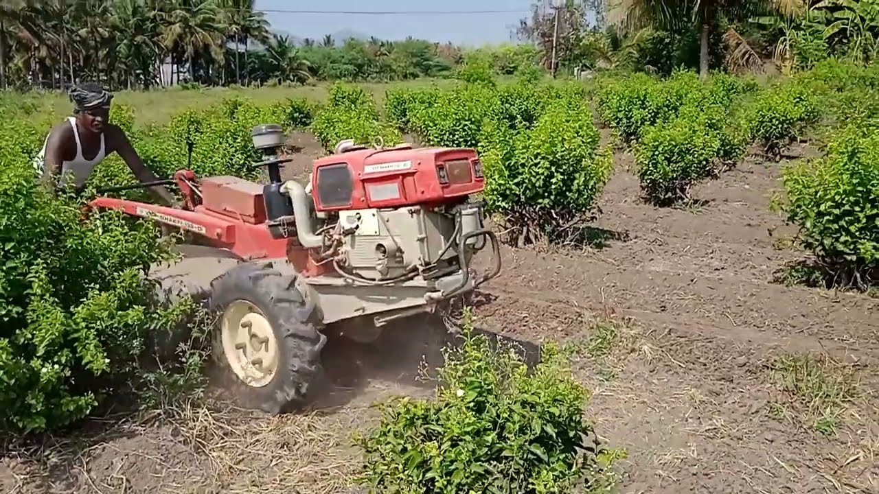 மல்லிகை பூ செடிக்கு பார் அனைத்தல்