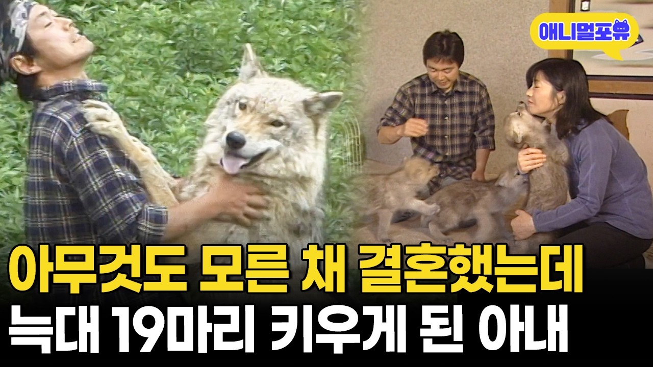 남편이 몰래 데려온 늑대 1마리에서.. 19마리까지 키우게 된 부부ㅣKBS 수요기획 000726 방송