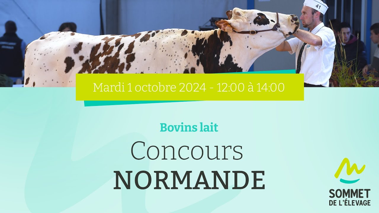 Sommet de l'élevage 2024 - Concours Normande - Bovins lait - 01/10/2024