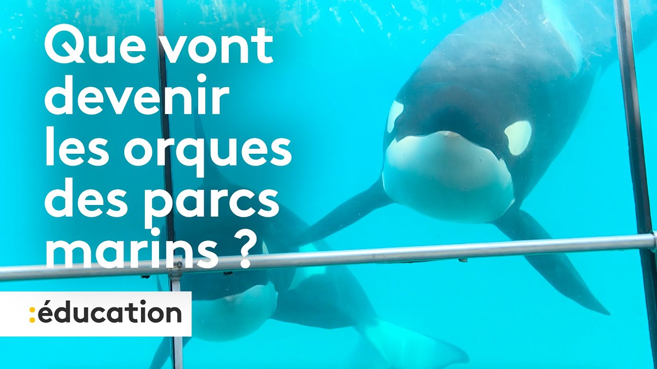 Mission info : Que vont devenir les orques des parcs marins ?