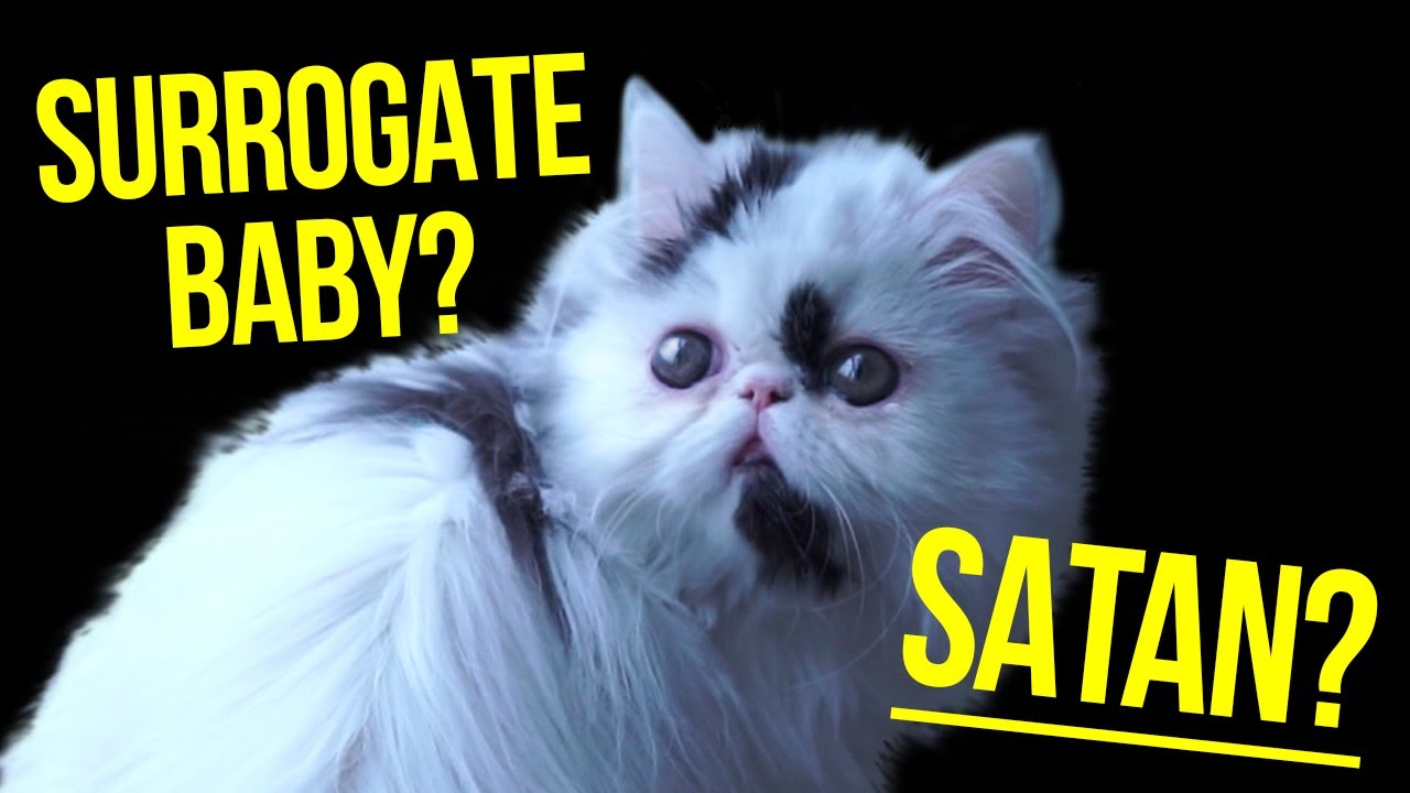Where Does the Crazy Cat Lady Myth Come From?