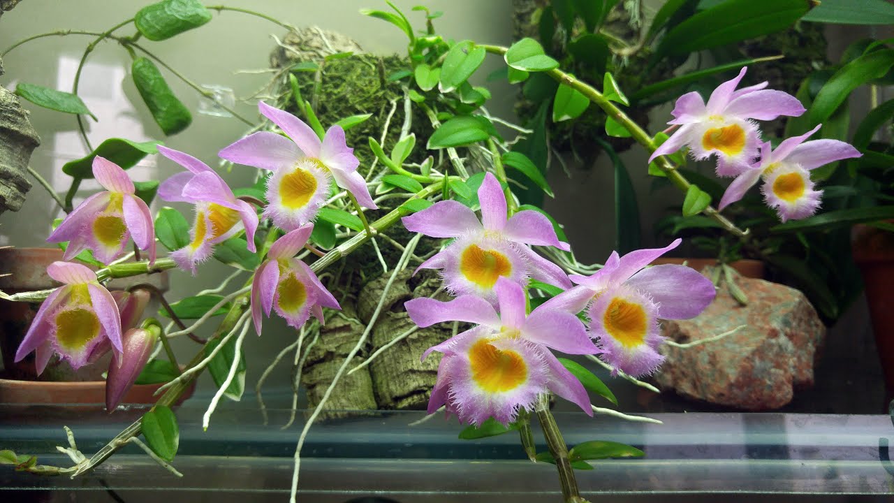 Dendrobium loddigesii blooms and how I grow it