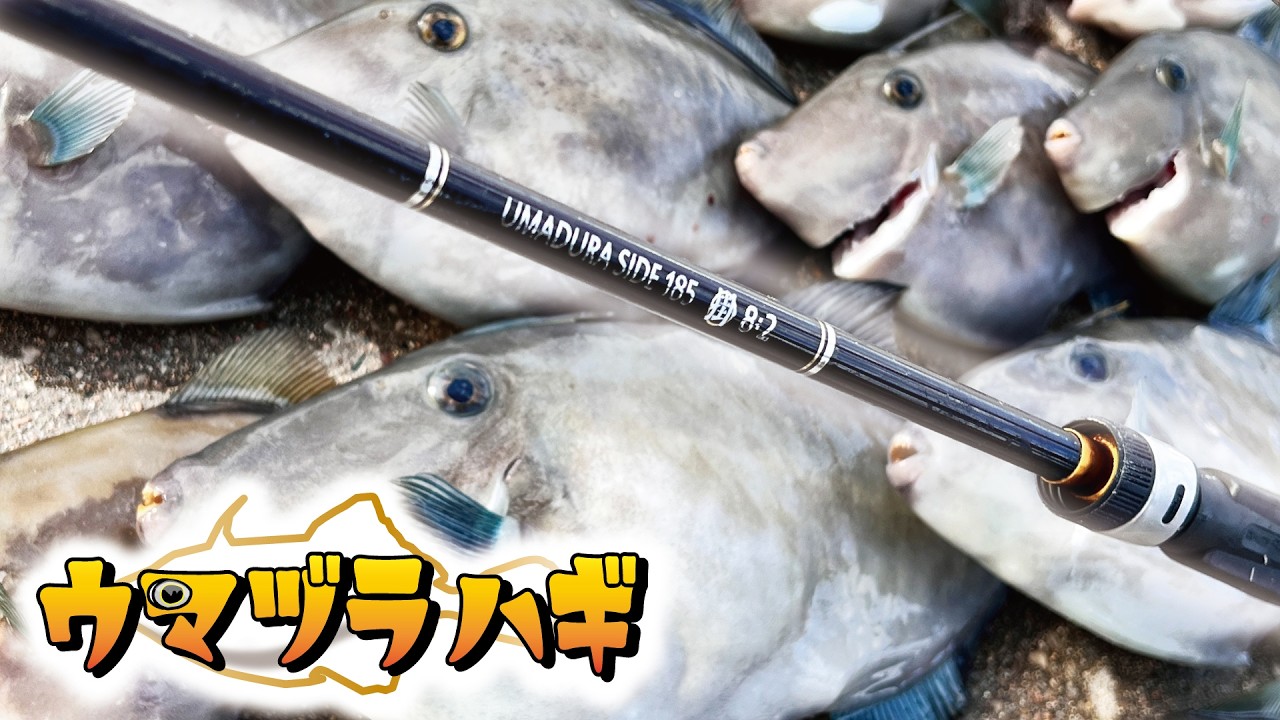 難しいけどクセになる！ウマヅラハギ釣行in瀬戸内海【タートルⅢ号】