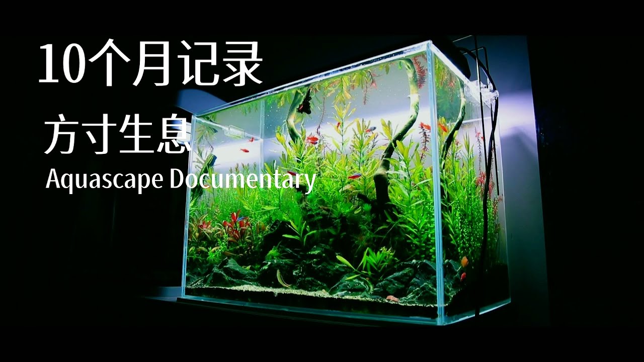 Aquascape Documentary | Life, Time, and Change in an Aquascape | 水草缸纪录片 | 方寸生息 | 历时十个月拍摄