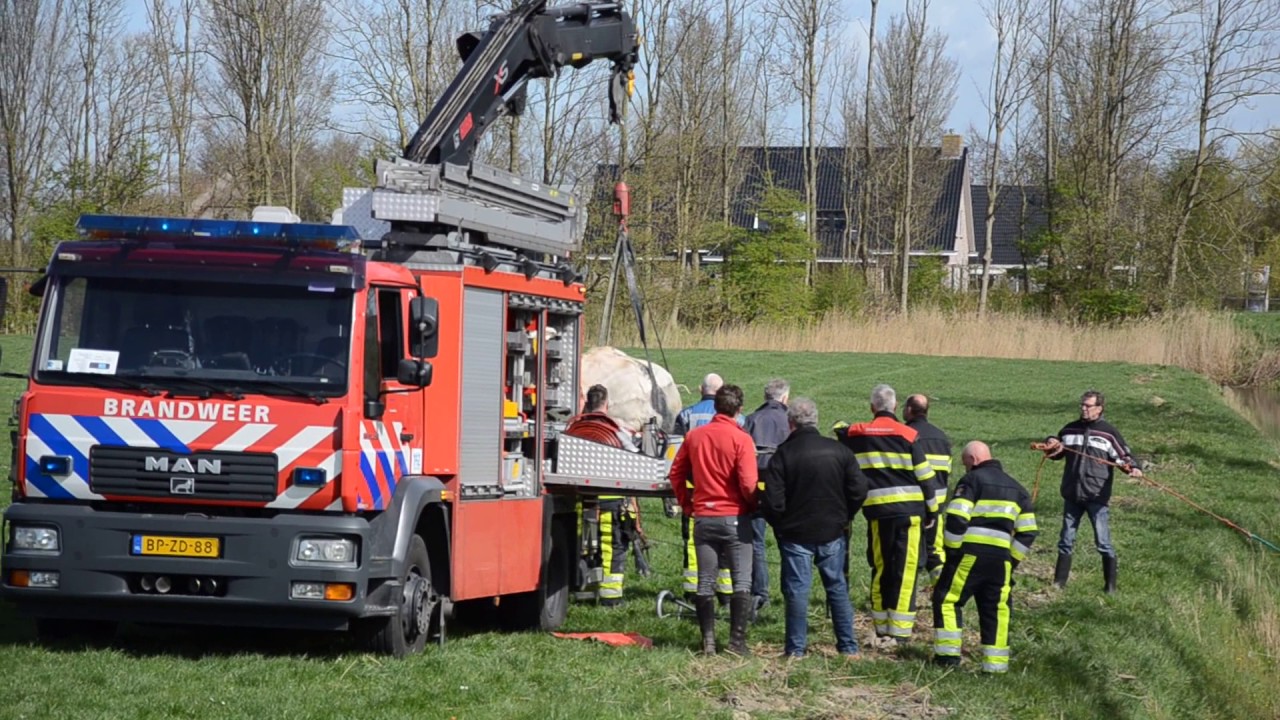 Te water geraakte koeien uit sloot getakeld