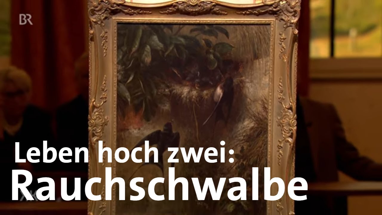 Leben hoch zwei: Rauchschwalbe | Kunst + Krempel | BR