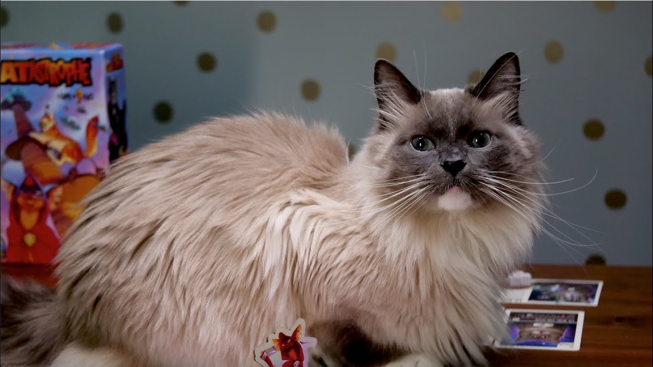 CATastrophe: A Game of 9 Lives Rules and How To Play