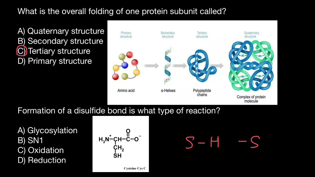 Disulfide bridges in proteins