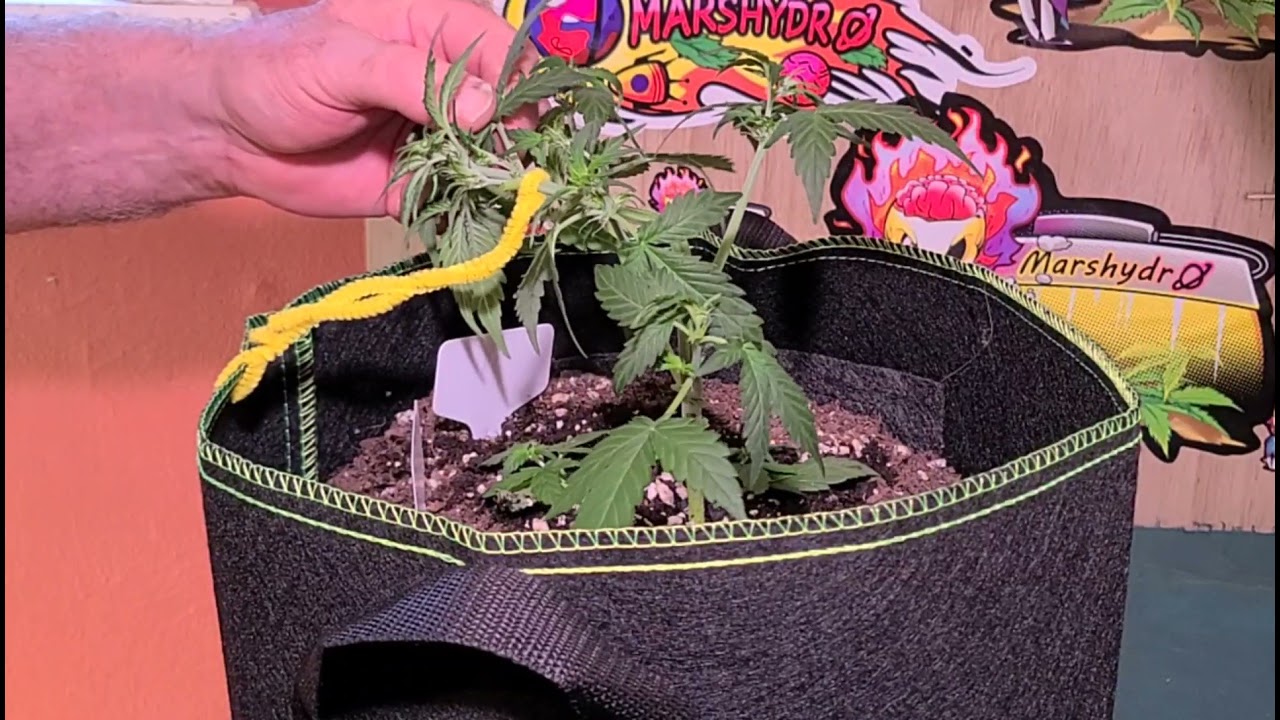 LST'ing a preflower auto, Mars Hydro TS 3000