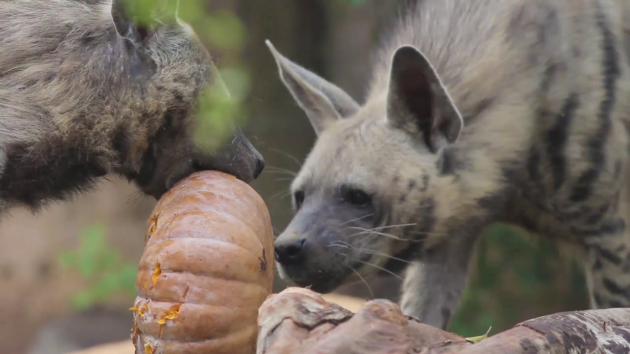 Halloween Pumpkin Enrichment for Striped Hyena and Ostrich at Bali Zoo