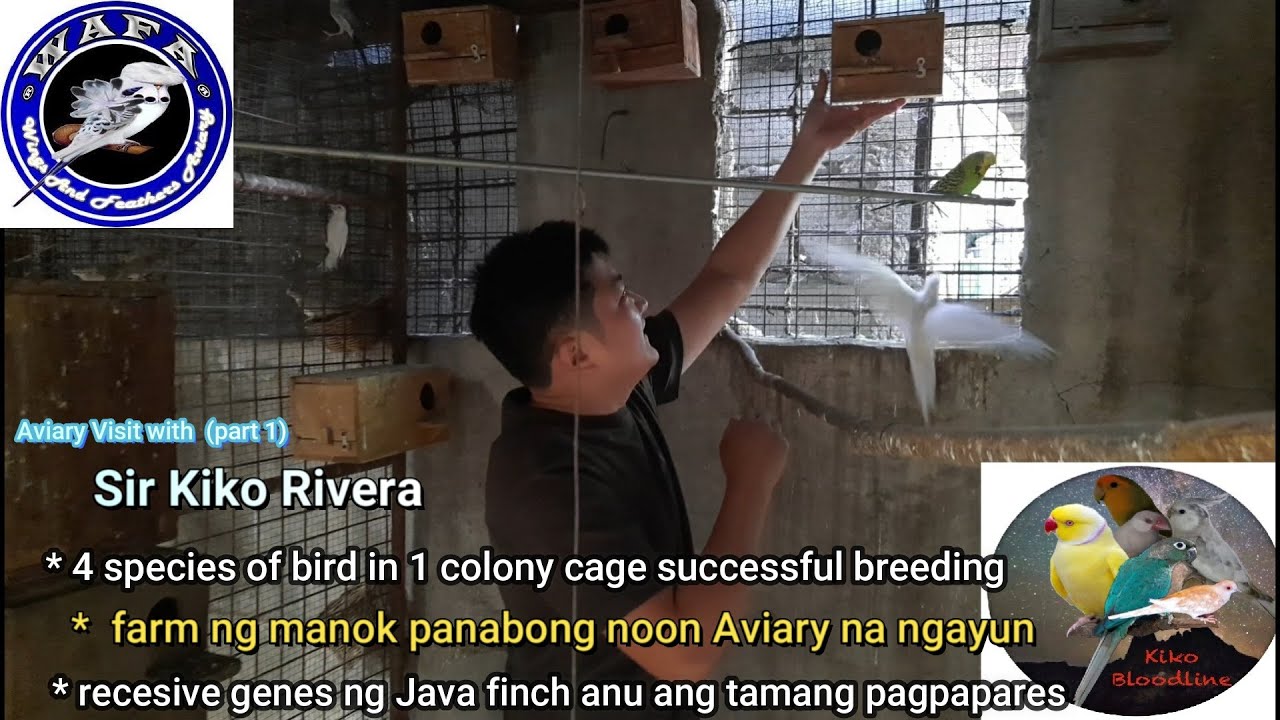Successful Colony cage Of Budgerigars, java finch at cockatiel, w/ updated price ng mga Finches