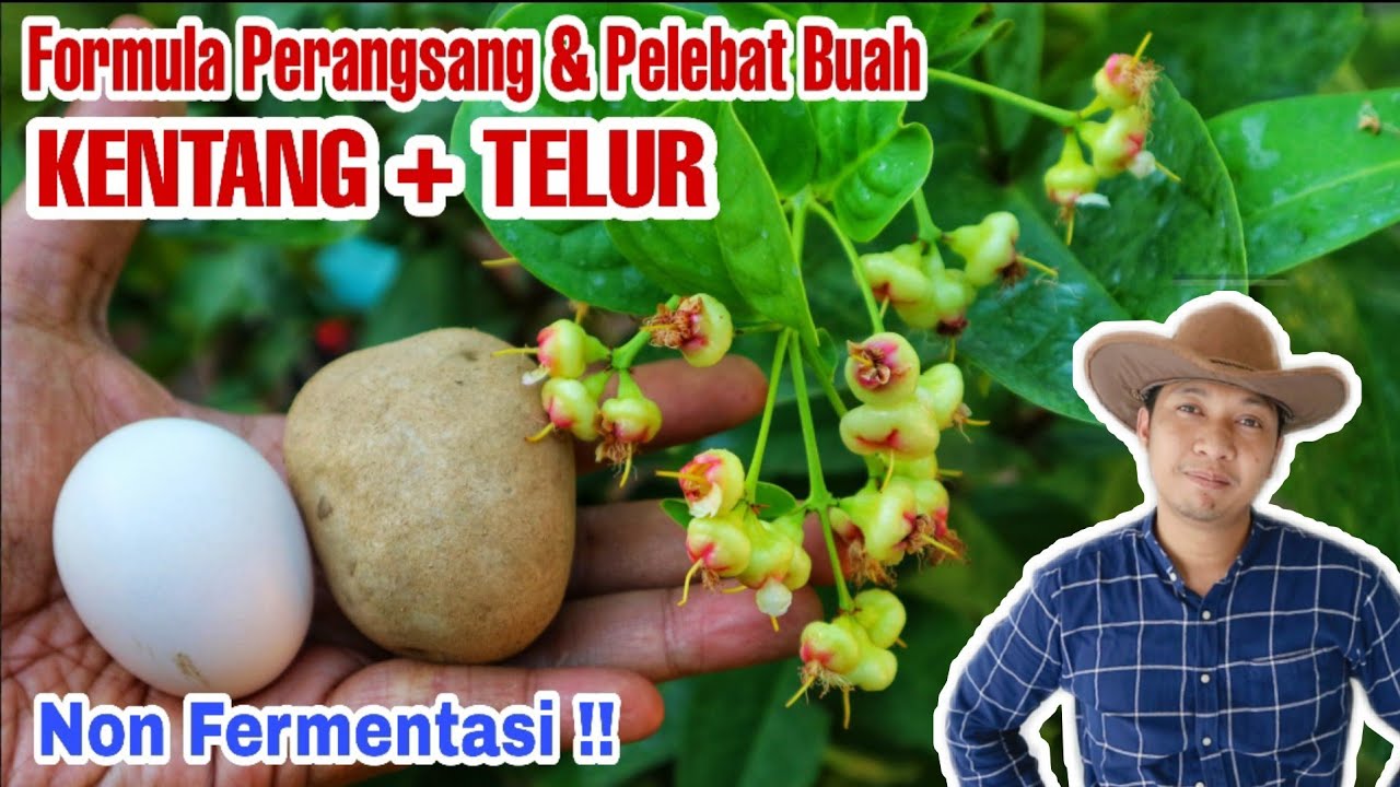 Lebat parah!!! Perangsang buah & Anti Rontok dengan bantuan kentang