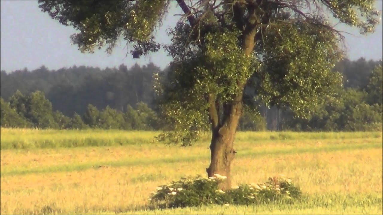 test kamery sony HDR CX260VE (ZOOM)