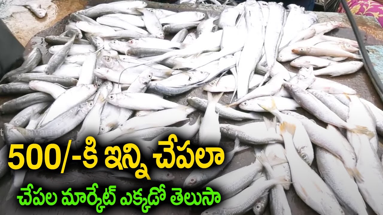 Bulk Of Fishes For 500 Rs || Matlapalem Fish Market || Amazing Biggest Fish Markets In Ap |