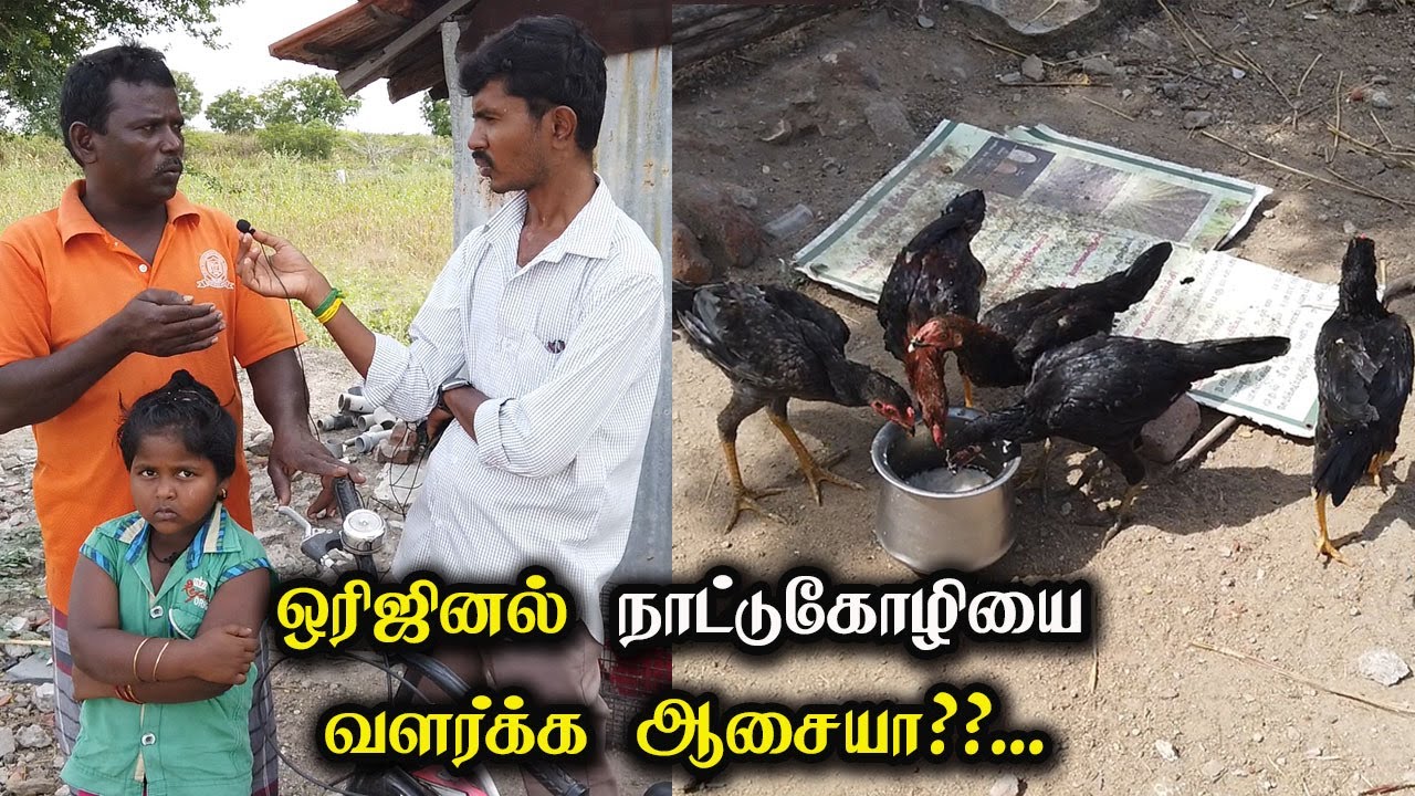 ஒரிஜினல் நாட்டு கோழியை வளர்க்க ஆசையா?? அப்போ! இதை முழுசா பாருங்க!! 100% Original Poultry Farming