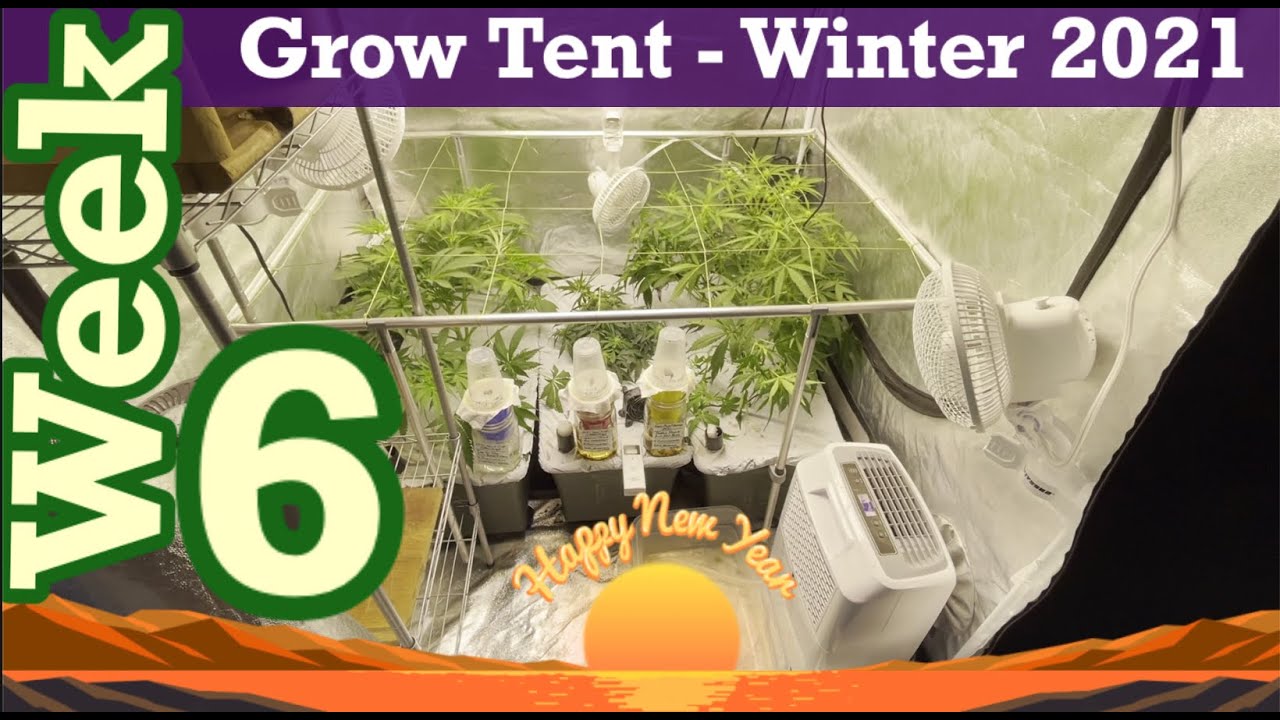 Complete Grow Series WEEK 6 | Earthbox Sub-Irrigation Planter | Probiotic Living Soil | Winter 2021