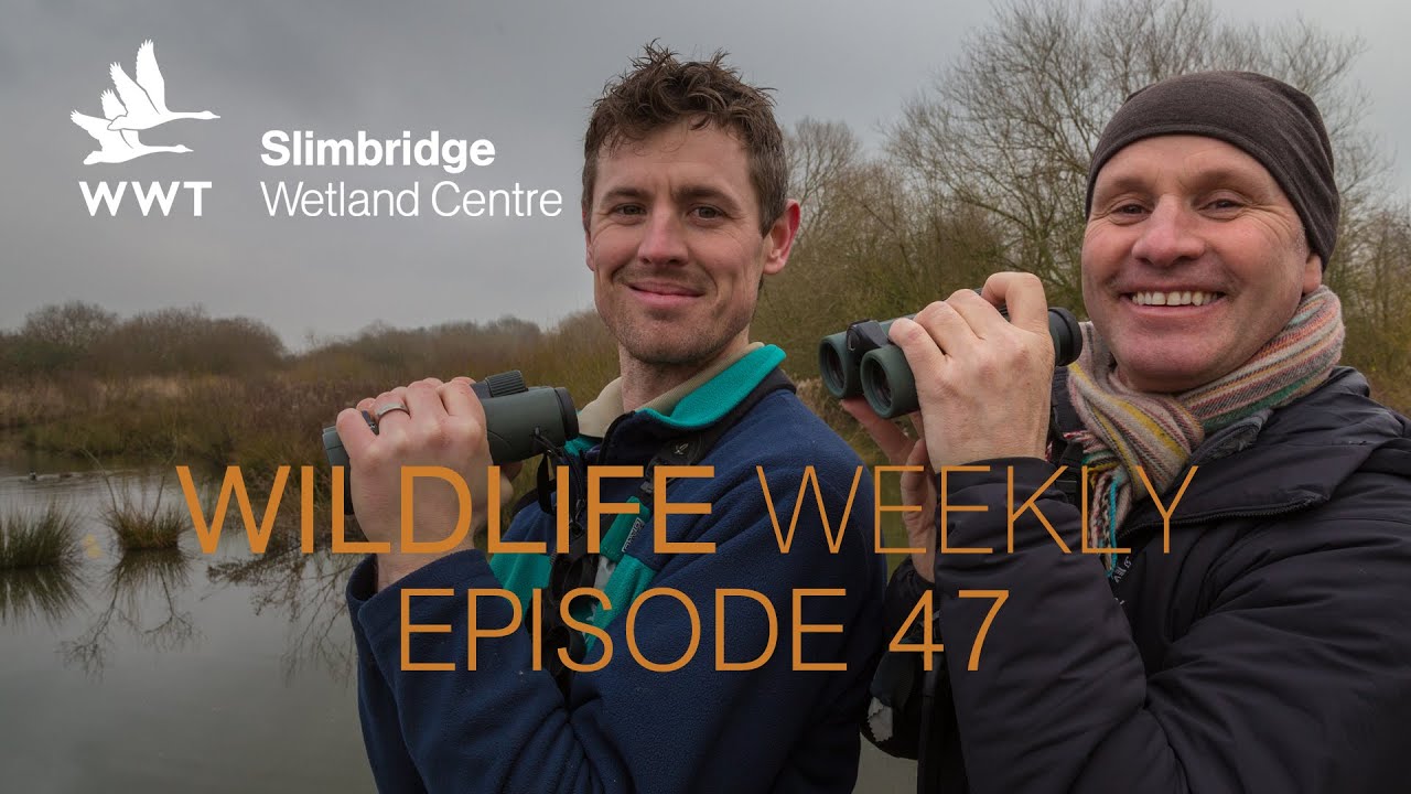 Wildlife Weekly Slimbridge - Episode 47 - Festival of Birds Special