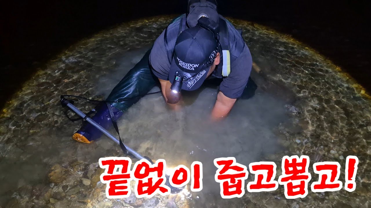 정신없이 줍다 보니 한가득 이걸 잡으러 온 게 아닌데 갯벌에 깔려 있었습니다
