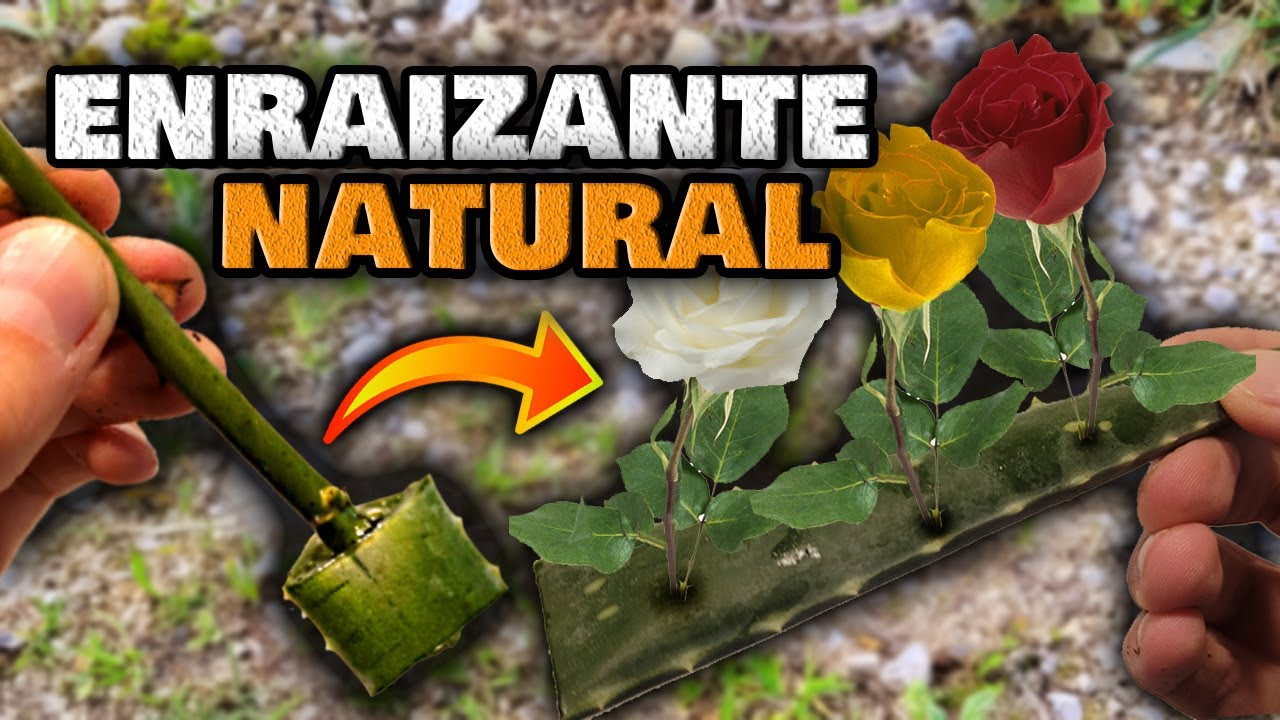 Como MULTIPLICAR ROSAS Enraizando Mucho y Rápido | Enraizar Ramas de Rosal | Jardín de Rosas