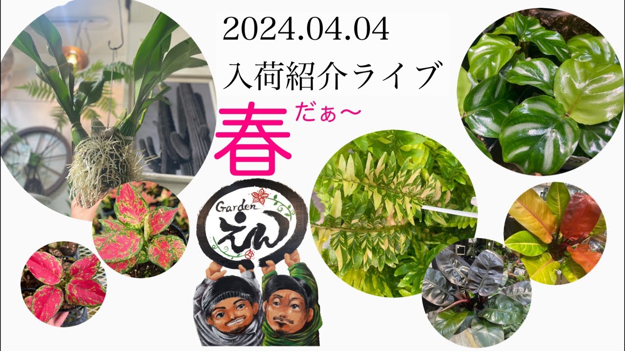【観葉植物・多肉植物】2024.04.04春！入荷紹介ライブ！Gardenえん大阪