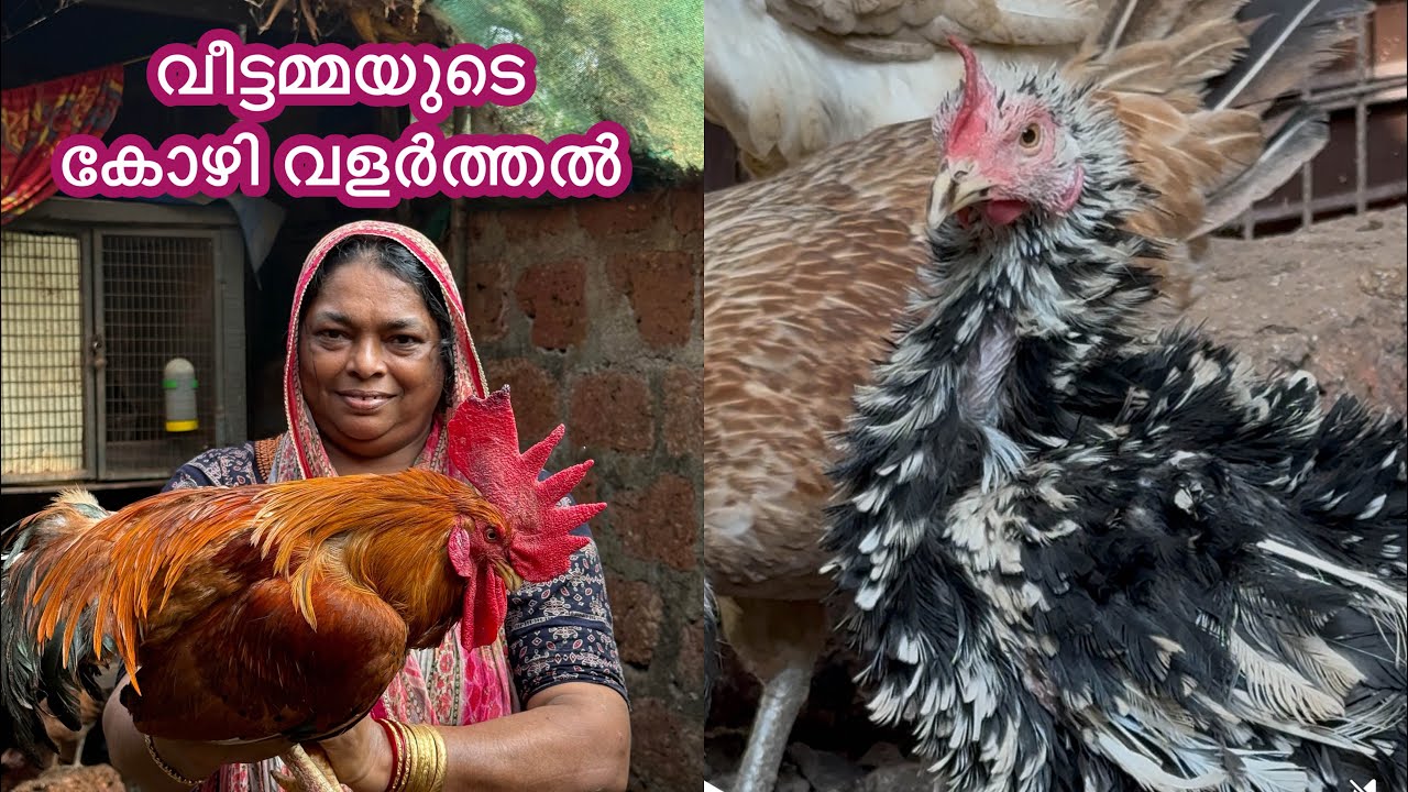 300 ഓളം കോഴികളെ വളർത്തി മുട്ട വിരിയിച്ച് വിൽക്കുന്ന വീട്ടമ്മ #kozhivalarthal #nadankozhi #incubator 