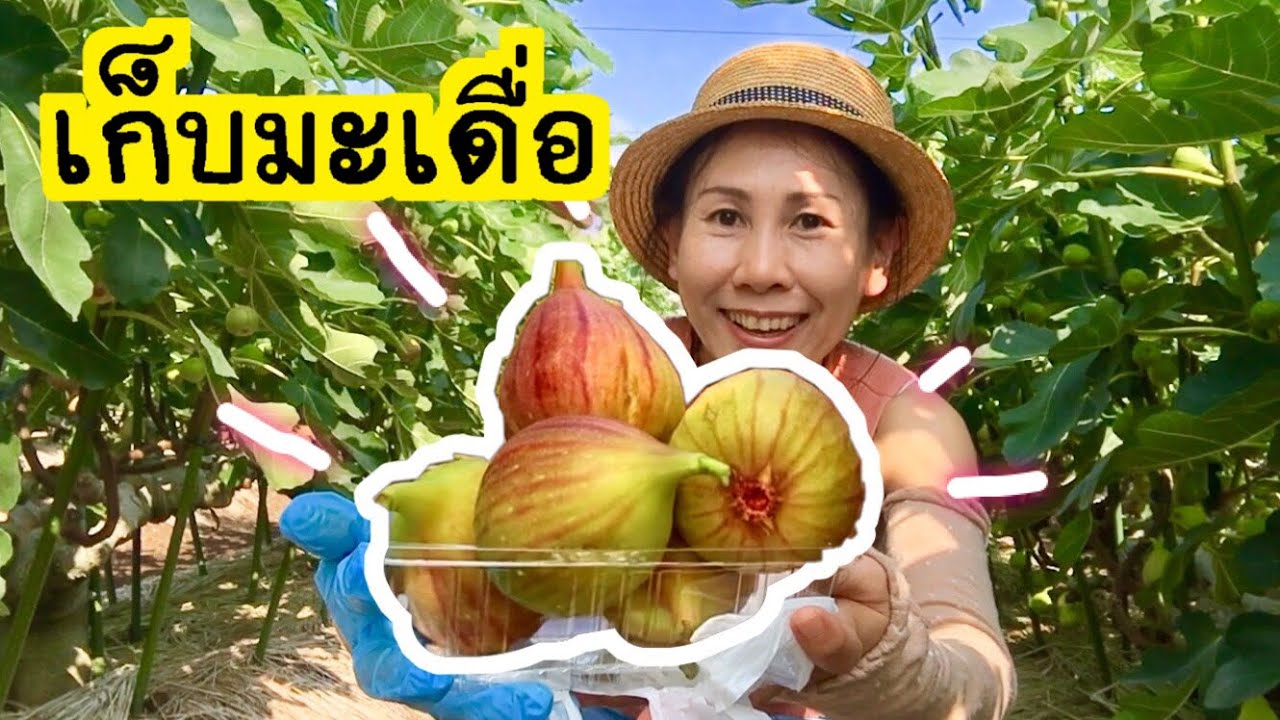 มะเดื่อ มะเดื่อฝรั่ง เข้าสวน เก็บมะเดื่อกันจ้า #เก็บผลไม้เมืองนอก Japanese fig
