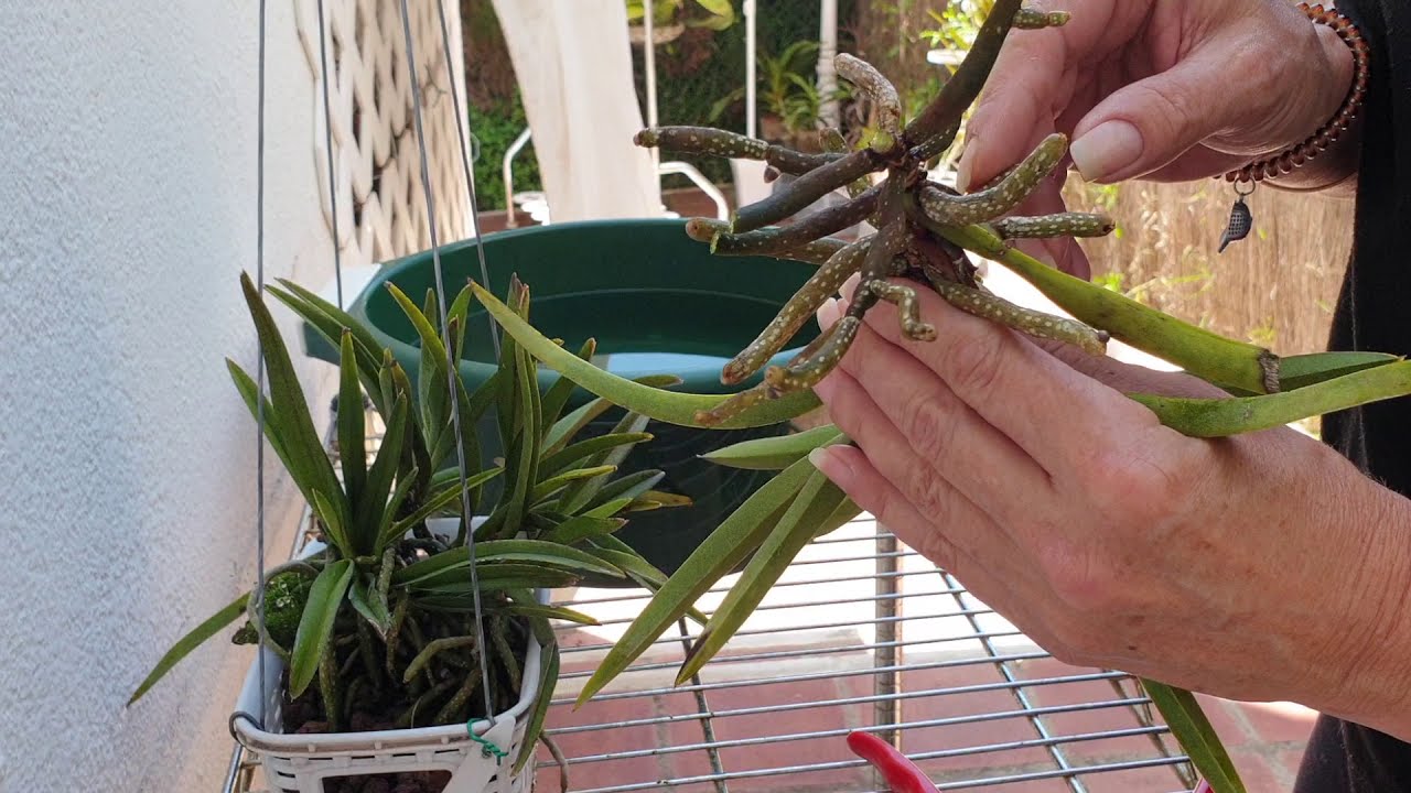 NEOSTYLIS LOU SNEARY 'BLUE' - Time to Assess the HEALTH of the rhizome! #ninjaorchids