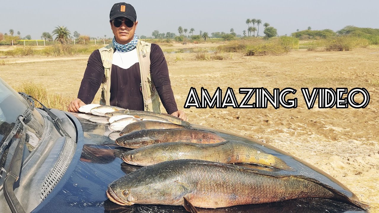 Unbelievable snakehead fishing! giant murrel hunting! lucana frog fishing