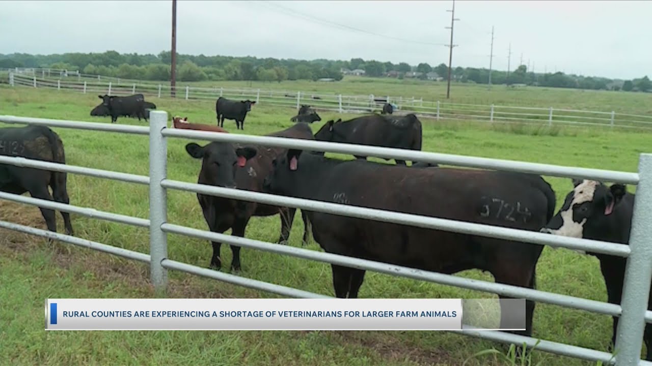 Rural counties experiencing shortage of veterinarians for larger farm animals