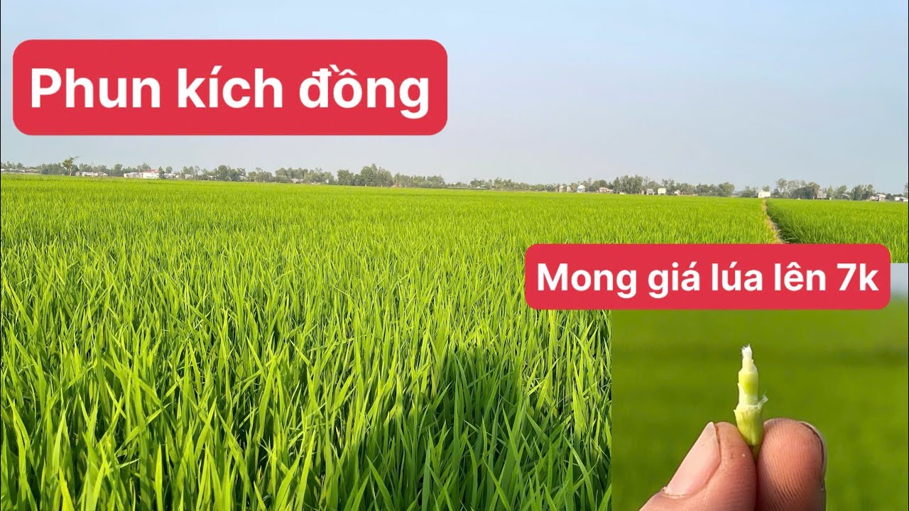 Đài Thơm8 xịt kích đồng, kiến thiết cây lúa khoẻ giai đoạn mang bầu, năm nay lúa nhẹ sâu bệnh.
