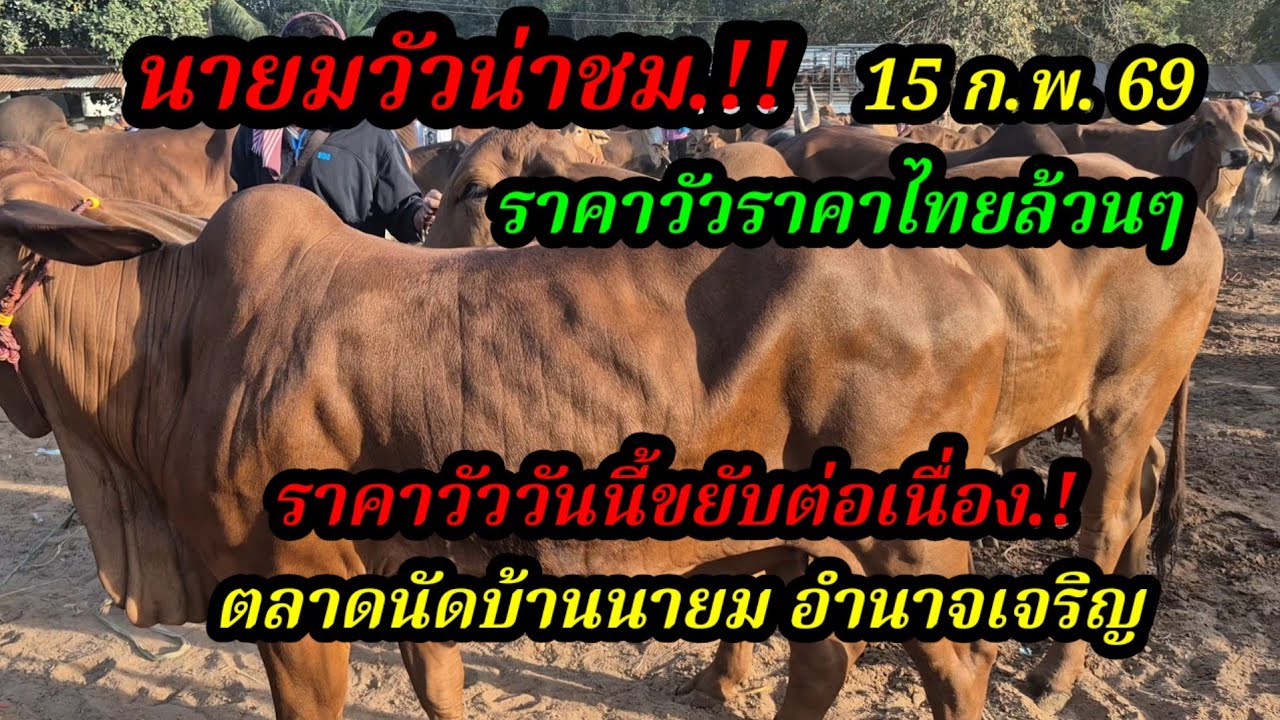 ราคาวัววันนี้ 15 ก.พ. 69 ตลาดนัดบ้านนายม อำนาจเจริญ#เปิดราคาวัวงามน่าซื้อ#ซื้อขายวัวงามน่าเลี้ยง 