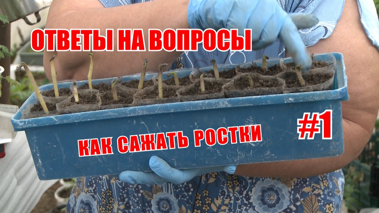 ответы на вопросы №1 | посадка ростков | кликбейты | грунты